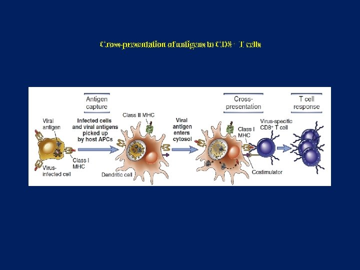 Cross-presentation of antigens to CD 8+ T cells 