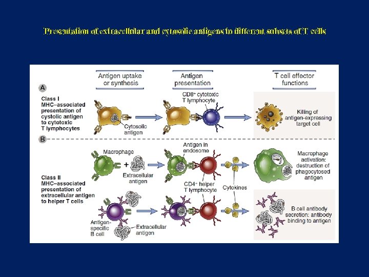 Presentation of extracellular and cytosolic antigens to different subsets of T cells 