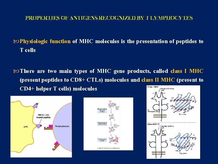 PROPERTIES OF ANTIGENS RECOGNIZED BY T LYMPHOCYTES Physiologic function of MHC molecules is the