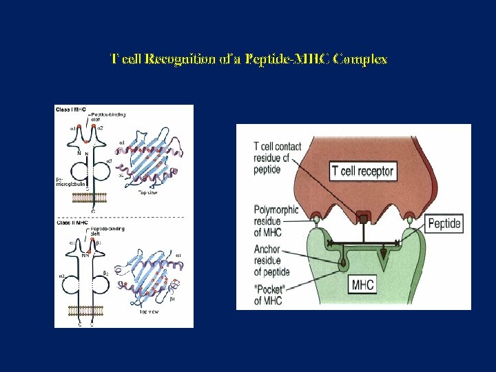 T cell Recognition of a Peptide-MHC Complex 