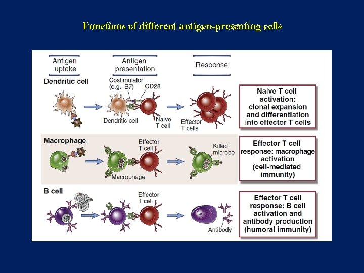 Functions of different antigen-presenting cells 