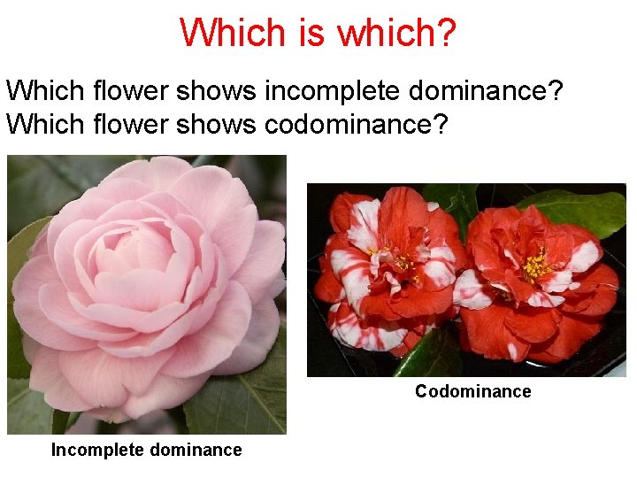 Which is which? Which flower shows incomplete dominance? Which flower shows codominance? Codominance Incomplete