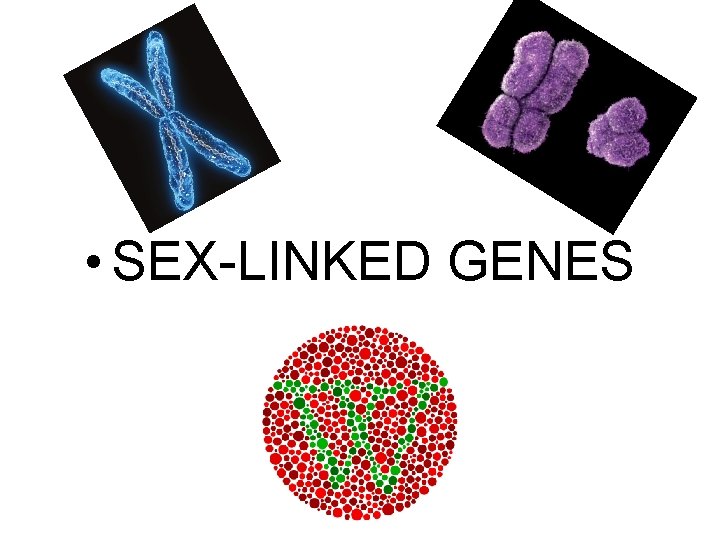  • SEX-LINKED GENES 