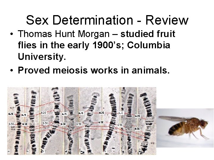 Sex Determination - Review • Thomas Hunt Morgan – studied fruit flies in the