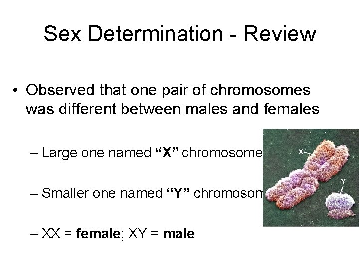 Sex Determination - Review • Observed that one pair of chromosomes was different between