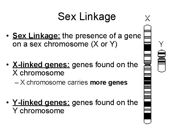 Sex Linkage • Sex Linkage: the presence of a gene on a sex chromosome