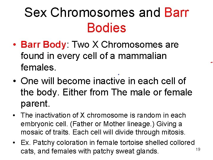 Sex Chromosomes and Barr Bodies • Barr Body: Two X Chromosomes are found in