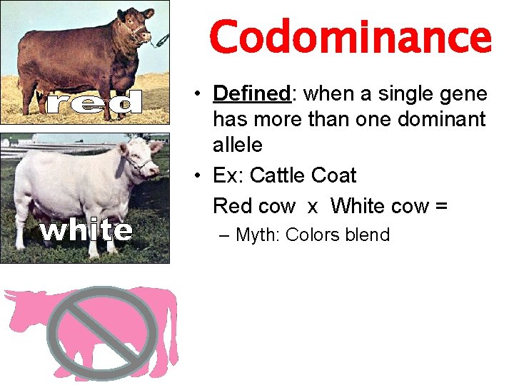 Codominance • Defined: when a single gene has more than one dominant allele •