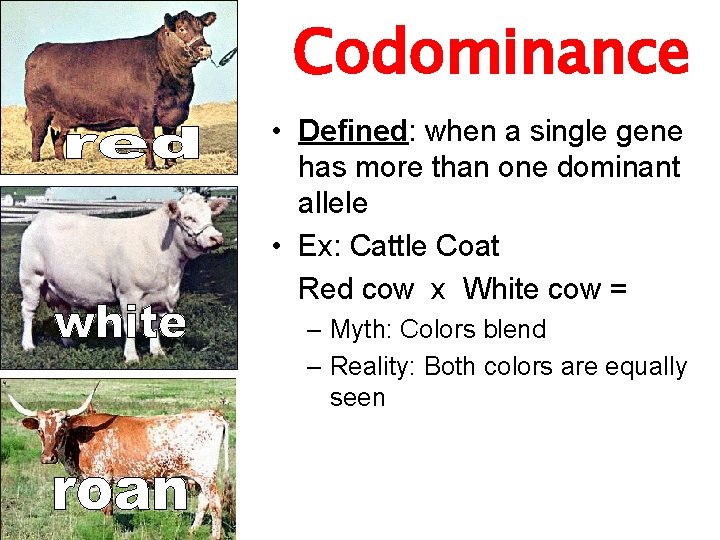 Codominance • Defined: when a single gene has more than one dominant allele •