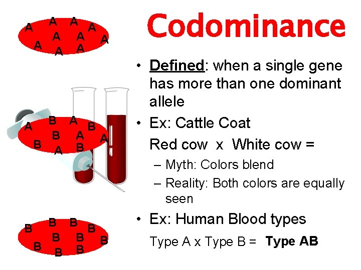 A A A B B A A B B B Codominance • Defined: when