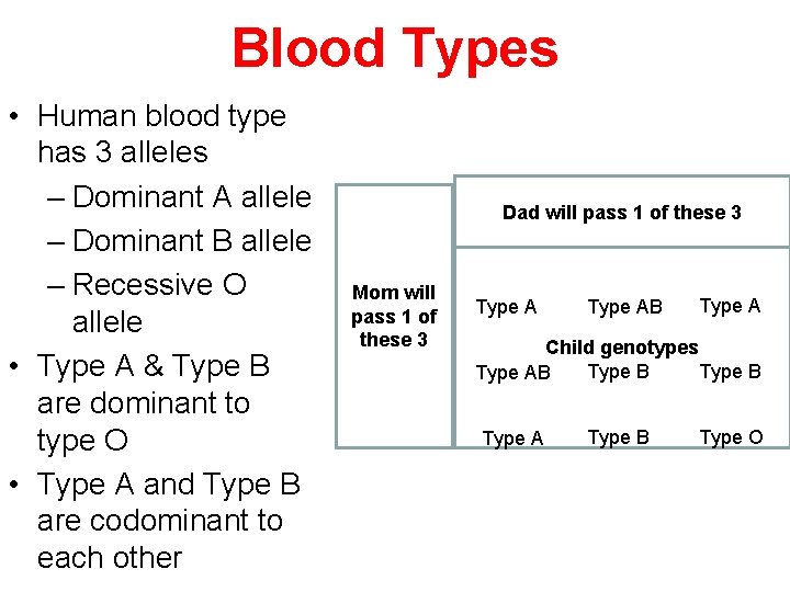 Blood Types • Human blood type has 3 alleles – Dominant A allele –