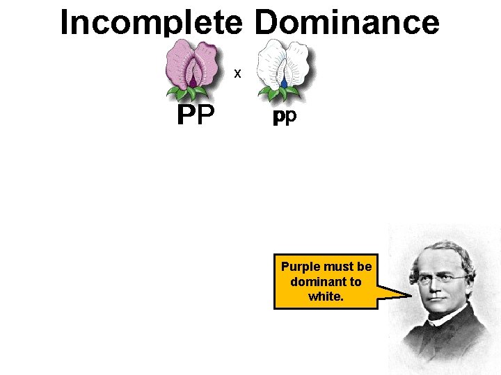 Incomplete Dominance PP pp pp Purple must be dominant to white. 