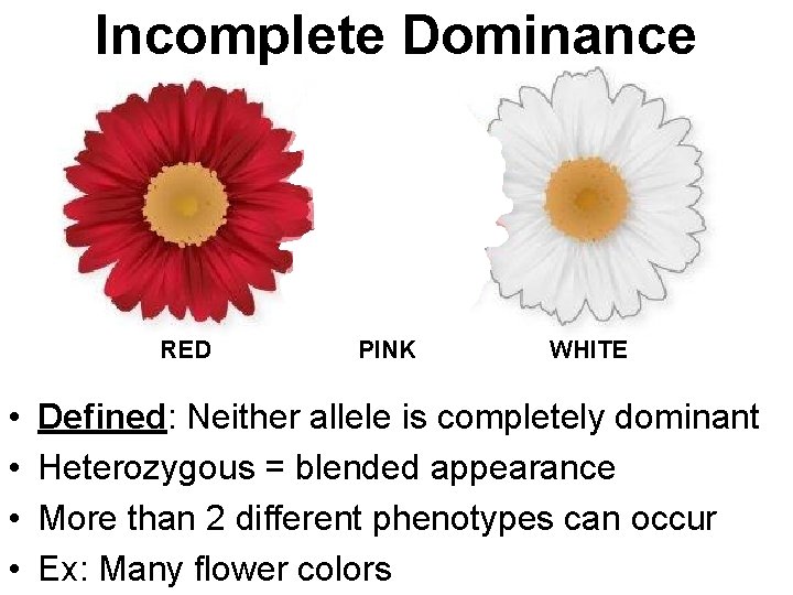 Incomplete Dominance RED • • PINK WHITE Defined: Neither allele is completely dominant Heterozygous