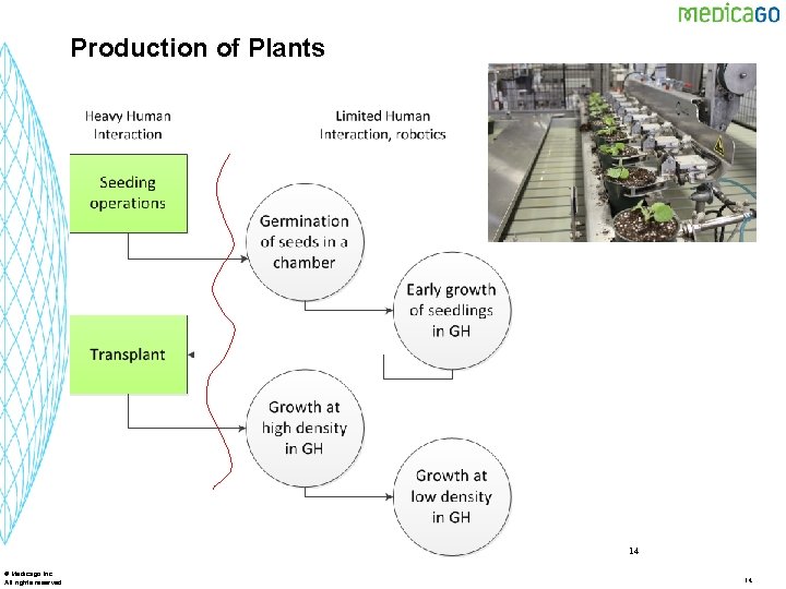 Production of Plants 14 © Medicago Inc. All rights reserved 14 