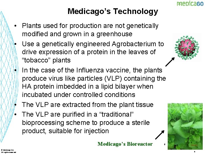 Medicago’s Technology • Plants used for production are not genetically modified and grown in