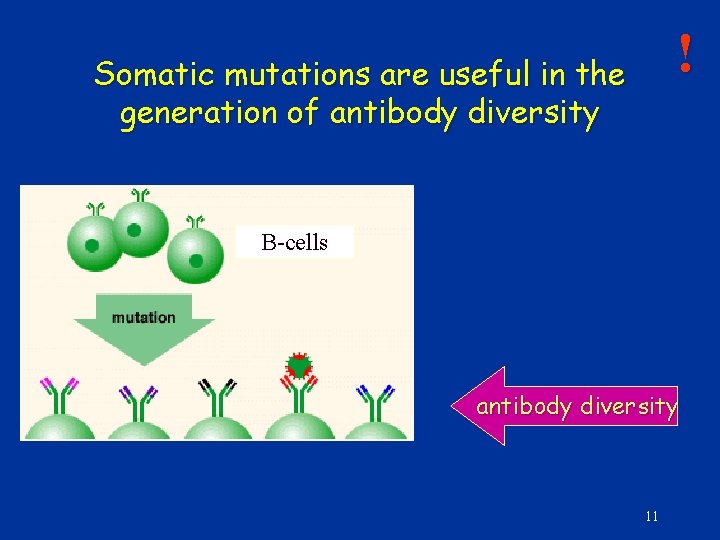 ! Somatic mutations are useful in the generation of antibody diversity B-cells antibody diversity