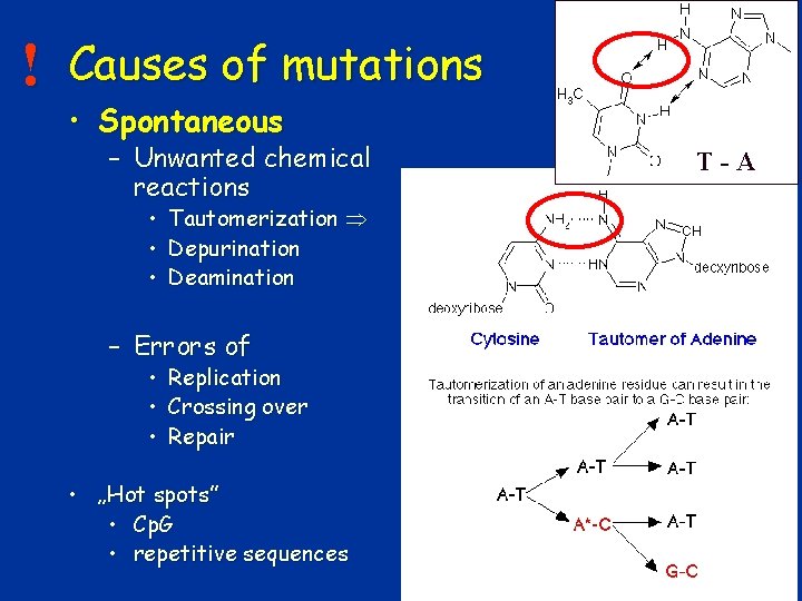 ! Causes of mutations • Spontaneous – Unwanted chemical reactions • • • T-A