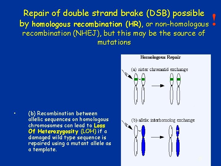 Repair of double strand brake (DSB) possible by homologous recombination (HR), or non-homologous recombination