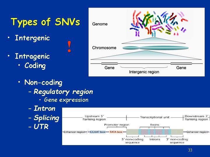 Types of SNVs • Intergenic • Intragenic • Coding ! • Non-coding – Regulatory