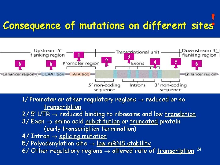 ! Consequence of mutations on different sites 1 6 6 2 3 4 5