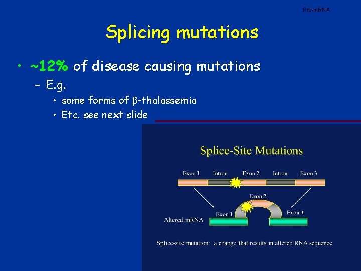 Pre-m. RNA Splicing mutations • ~12% of disease causing mutations – E. g. •