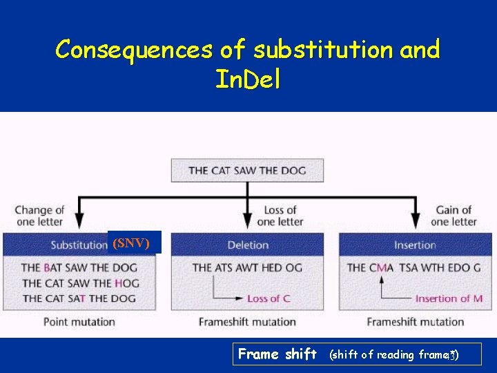 Consequences of substitution and In. Del (SNV) Frame shift (shift of reading frame*) 43