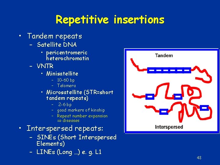 Repetitive insertions • Tandem repeats – Satellite DNA • pericentromeric heterochromatin – VNTR •