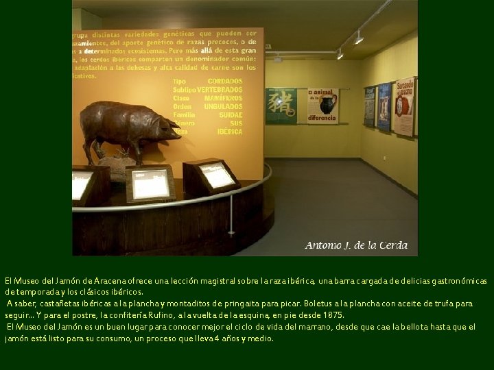 El Museo del Jamón de Aracena ofrece una lección magistral sobre la raza ibérica,