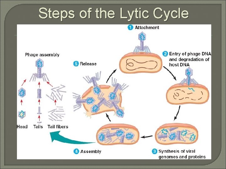 Steps of the Lytic Cycle 