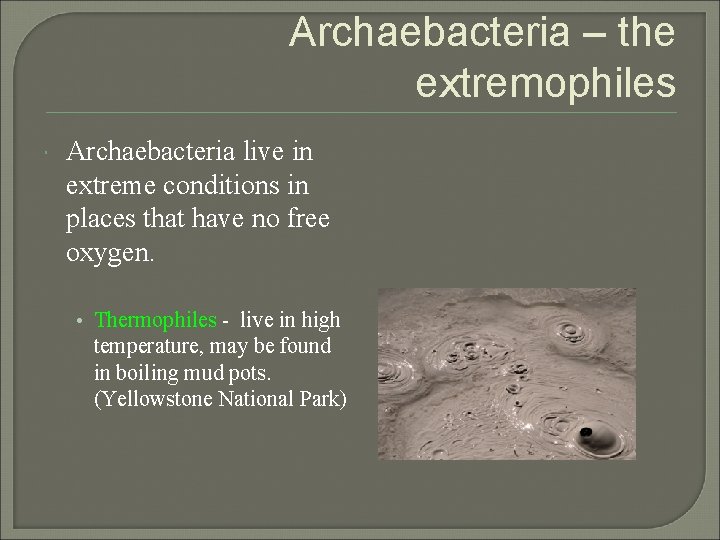 Archaebacteria – the extremophiles Archaebacteria live in extreme conditions in places that have no