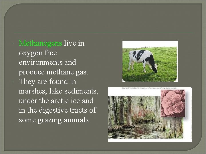  Methanogens live in oxygen free environments and produce methane gas. They are found