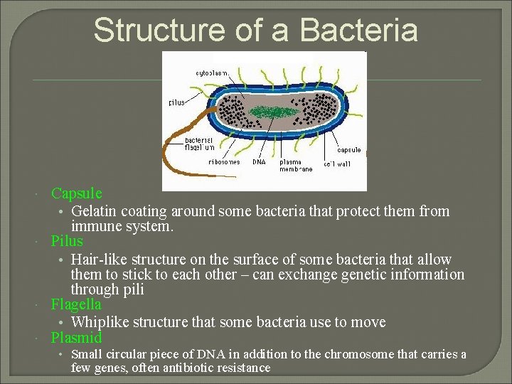 Structure of a Bacteria Capsule • Gelatin coating around some bacteria that protect them