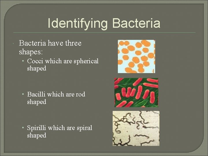 Identifying Bacteria have three shapes: • Cocci which are spherical shaped • Bacilli which