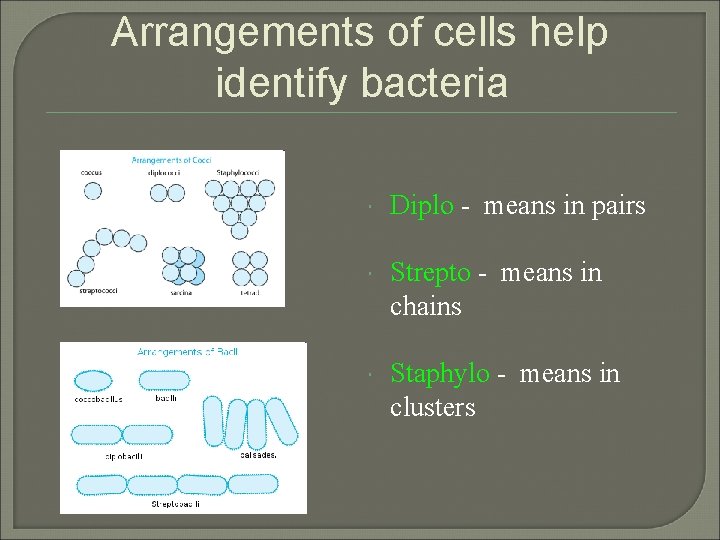 Arrangements of cells help identify bacteria Diplo - means in pairs Strepto - means