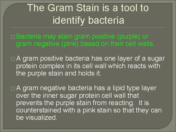 The Gram Stain is a tool to identify bacteria � Bacteria may stain gram