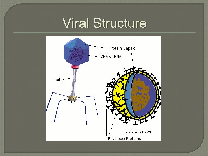 Viral Structure 