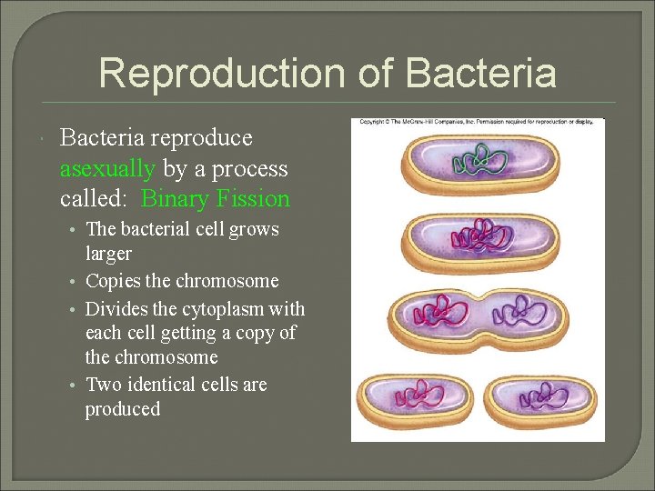 Reproduction of Bacteria reproduce asexually by a process called: Binary Fission • The bacterial