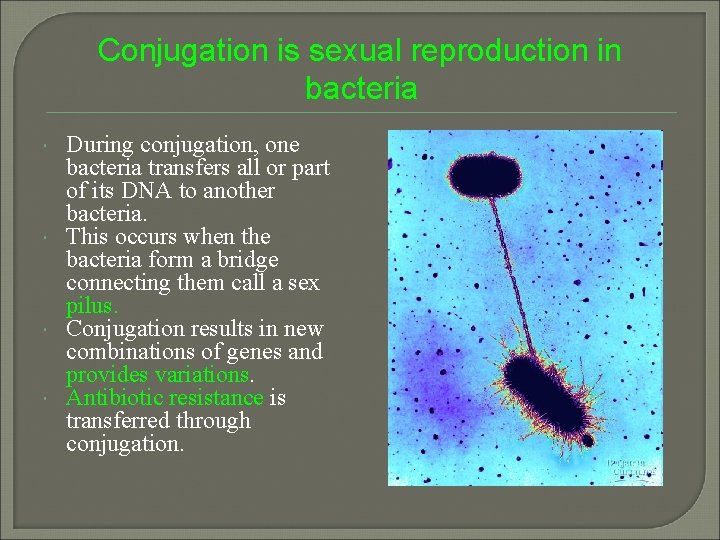 Conjugation is sexual reproduction in bacteria During conjugation, one bacteria transfers all or part