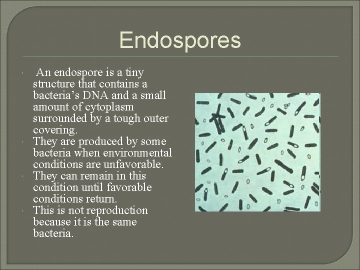Endospores An endospore is a tiny structure that contains a bacteria’s DNA and a