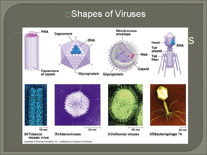 �Shapes of Viruses s 