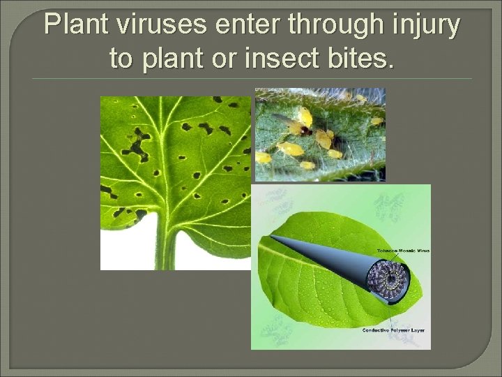 Plant viruses enter through injury to plant or insect bites. 