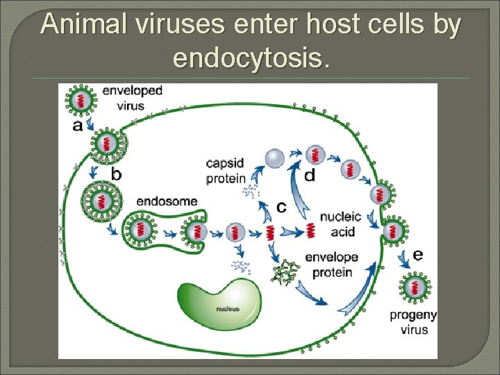 Animal viruses enter host cells by endocytosis. 