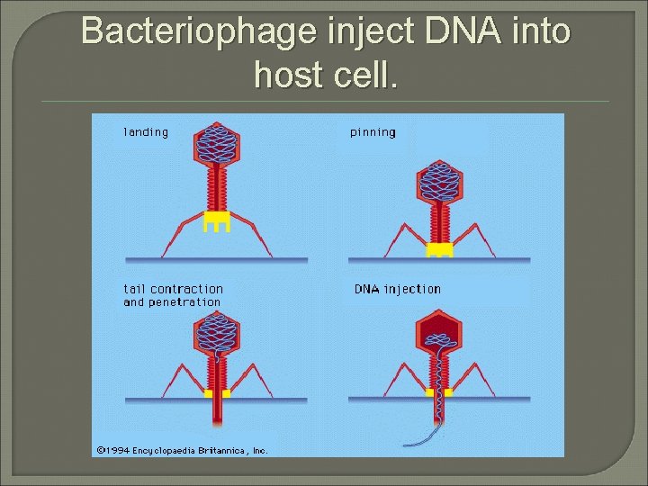 Bacteriophage inject DNA into host cell. 