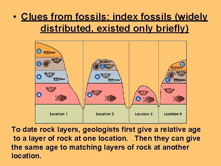  • Clues from fossils: index fossils (widely distributed, existed only briefly) To date