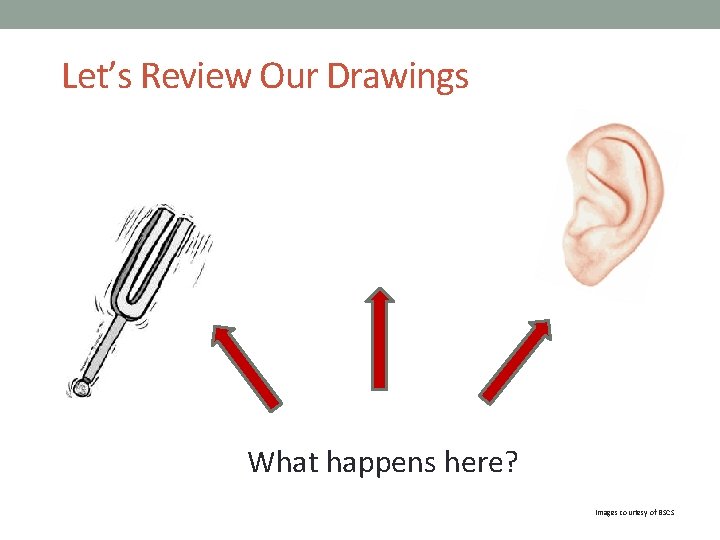 Let’s Review Our Drawings What happens here? Images courtesy of BSCS 