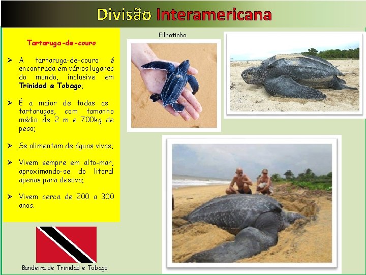 Divisão Interamericana Tartaruga-de-couro Ø A tartaruga-de-couro é encontrada em vários lugares do mundo, inclusive