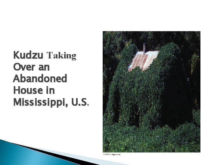 Kudzu Taking Over an Abandoned House in Mississippi, U. S. 