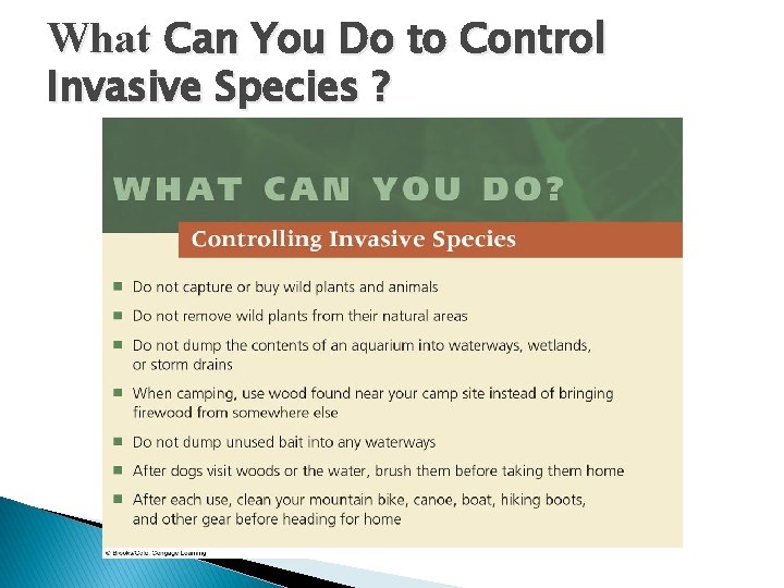 What Can You Do to Control Invasive Species ? 