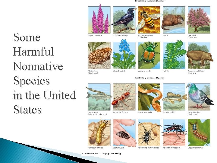 Some Harmful Nonnative Species in the United States 