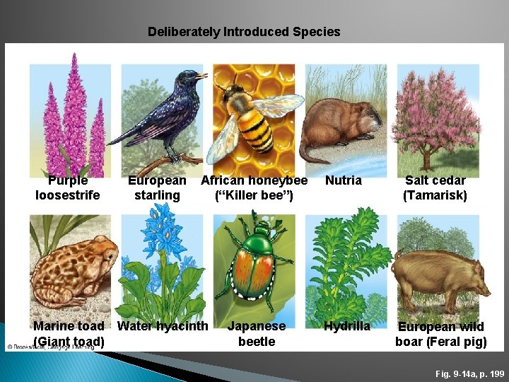 Deliberately Introduced Species Purple loosestrife European starling African honeybee (“Killer bee”) Marine toad Water